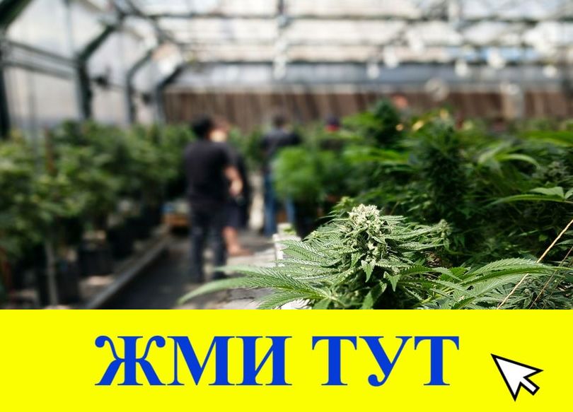 Купить наркотики в Будённовске